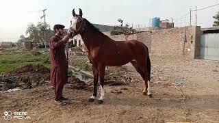 pragnent horses for sale new video by nawaz horse wala location lahore