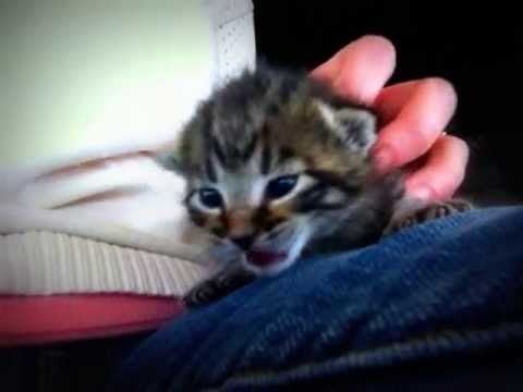 Newborn Kitten Cries For Mom Youtube
