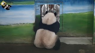 20190727 彪拔幫圓仔上課，上到仔不想下課 The Giant Panda Yuan Zai