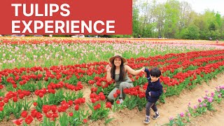 U-PICK  TULIPS Experience in Tasc Farm at Fenwick, Ontario #tulips #tulipsfield