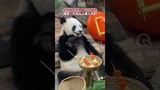 大熊猫贡贡撸串，动作娴熟！网友：它怎么人里人气的 #关爱国宝大熊猫🐼🐼🐼 #大熊猫有多萌 #这也太可爱了吧