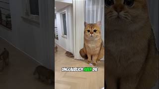 Drucker-Tricks, die Katzen völlig verwirrt haben! 😂📄 #shor #shortvideo