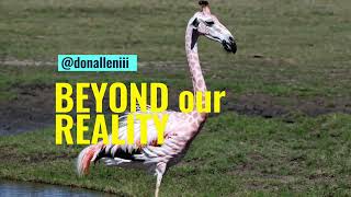 Beyond Our Reality · Made by Don Allen Stevenson with Sora