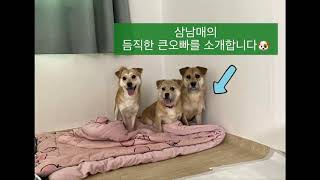 따뜻한 가족을 기다려요! 삼남매 임보일기- 큰오빠🐶