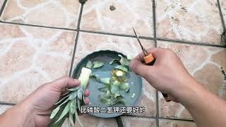 揭秘！“菠萝头”真的可以种菠萝吗？手把手教你种，长大还能结果