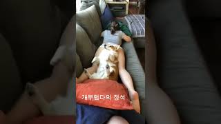 개부럽다의 정석