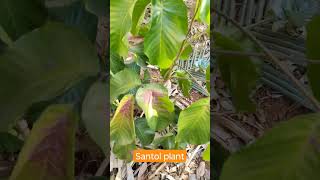 Santol Plant | സന്തോൾ | V GREEN