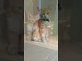 Berbuat baik pada hewan karena Allah #youtubeshorts #shorts #kucing #kucinglucu #cat #catlover