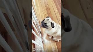 this pug rarely barks