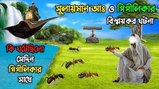 হজরত সুলায়মান আঃ ও পিপীলিকার বিস্ময়কর ঘটনা || কি ঘটেছিলো সেদিন পিপীলিকার সাথে || Educational Story