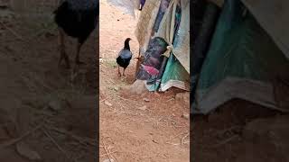 🤣😂இது என்னடா புது கதையா இருக்கு 🐔🐓