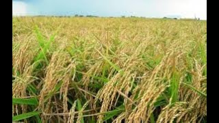 Ground Interview - Rice and Paddy Sector - NEI - COVID Economic Relief Plan - CERP