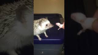 Hedgehog devouring pinky pt4