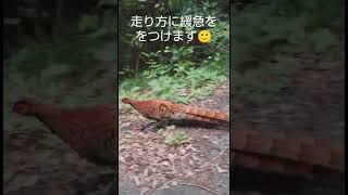 縄張りを守る山鳥（モネ君）と侵入者（タカノリ）との日々の記録！