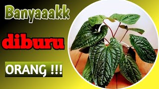 Merawat dan memperbanyak Anthurium Sirih