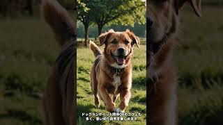 愛犬と行くおすすめの旅行先3選