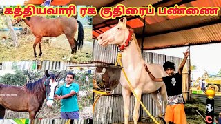 கத்தியவாரி ரக குதிரை பண்ணை/Kathiawari variety horse farm Gujarat