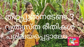 Fodder,Fodder plantation,Co5,Co6, Co3,cow Fodder, തീറ്റ പുൽ കൃഷി,