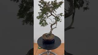 Juniperus sabina 24-313