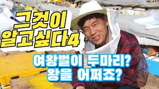 그것이알고싶다4편, 여왕벌이 두마리, 구왕과 처녀왕이 함께? 어떻게 하면 좋을까요? 고견 부탁 드립니다.