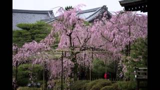 京都・平安神宮「紅しだれ桜」