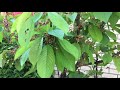 教你如何（盆栽櫻桃🍒）結滿果，及看看我的小菜園2 5 2020）