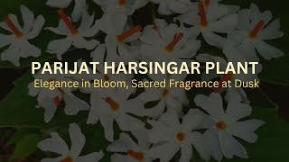 Parijat Harsringar Plant - Elegance in bloom!