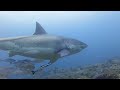 great white shark february 2023 at chain reef sodwana bay south africa.