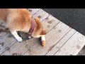 視聴者様から頂いた、ちゅ～るの玩具を破壊する柴犬【柴犬サブ】