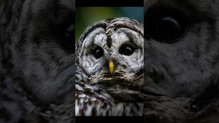 Ever Heard an Owl This Close? Listen To This! 🦉 #owl