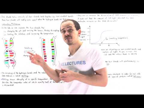 DNA Melting and Annealing DNA Melting and Annealing