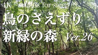 【自然音】鳥のさえずり（キビタキ・ウグイス他）響く新緑の森 ver.26.0  / birds chirping sounds echoing in the spring forest 1 hour