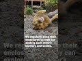 Could it be love between these two lions?