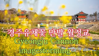 경주유채꽃 \u0026 경주월정교 교촌마을  경주꽃나들이 주말봄꽃여행 Cannon_imagestorming