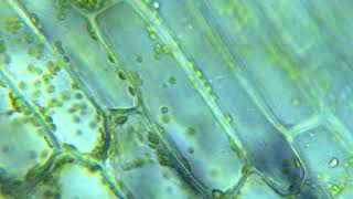 Cytoplasmic Streaming of Chloroplasts in Elodea