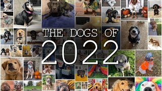 The Dogs of 2022