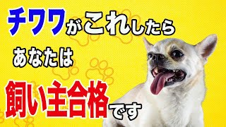 チワワに飼い主合格ですと言われる人の特徴１４選