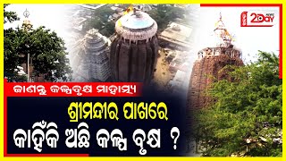 କଳିଯୁଗ ଶେଷରେ କୁଆଡେ ଯିବ କଳ୍ପବଟ | Odia News | Special News #jagannathdhampuri #kalpabata