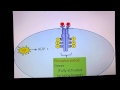 Receptor Tyrosine Kinase