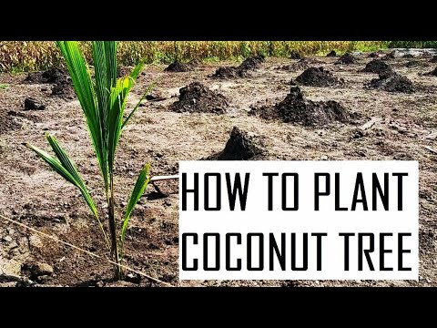 How To Plant A Coconut Tree / Coconut Planting Method / Coconut Farming ...