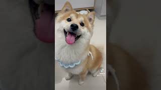 討喜尾巴搖搖搖#柴犬