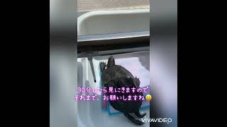 情緒不安定なカメ🐢　クサガメ  turtle 亀