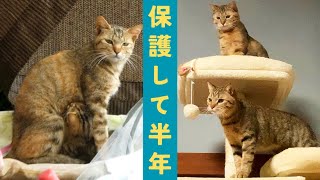 【痩せた母猫と一匹だけの子猫】突然庭に現れてから、大変身した猫親子さんの記録【総集編】【保護猫】【野良猫】