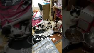 野良ちゃんが部屋で子猫4匹を出産しました。