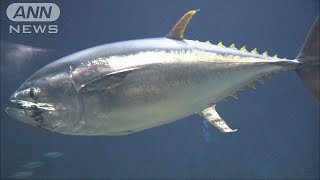 スマすぐ死んだ　クロマグロ大量死の葛西臨海水族園(15/05/28)