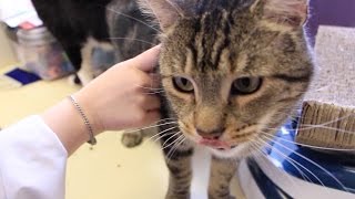 Animals Help Special Needs Students