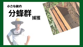 分蜂群を捕獲しました。発見から捕獲、設置までの要領エッセンスが分かります。小さな分蜂群の捕獲です。#養蜂＃分蜂＃蜜蜂