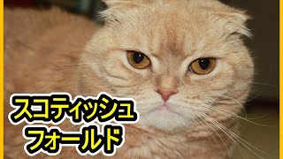 【スコティッシュフォールド】の可愛らしい子猫、「ぽぽちゃん」がクリームタビー色の毛並みを持つ女の子です。愛らしい仕草やふわふわの毛に心がときめきます。キュートな瞬間や遊び心溢れる姿が満載。