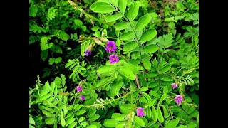 Herbier Numérique Téphrosie Pourpre ( Tephrosia purpurea )