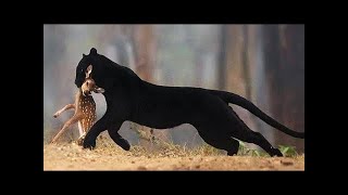 Fearless ghost of the forest! What black panthers are capable of